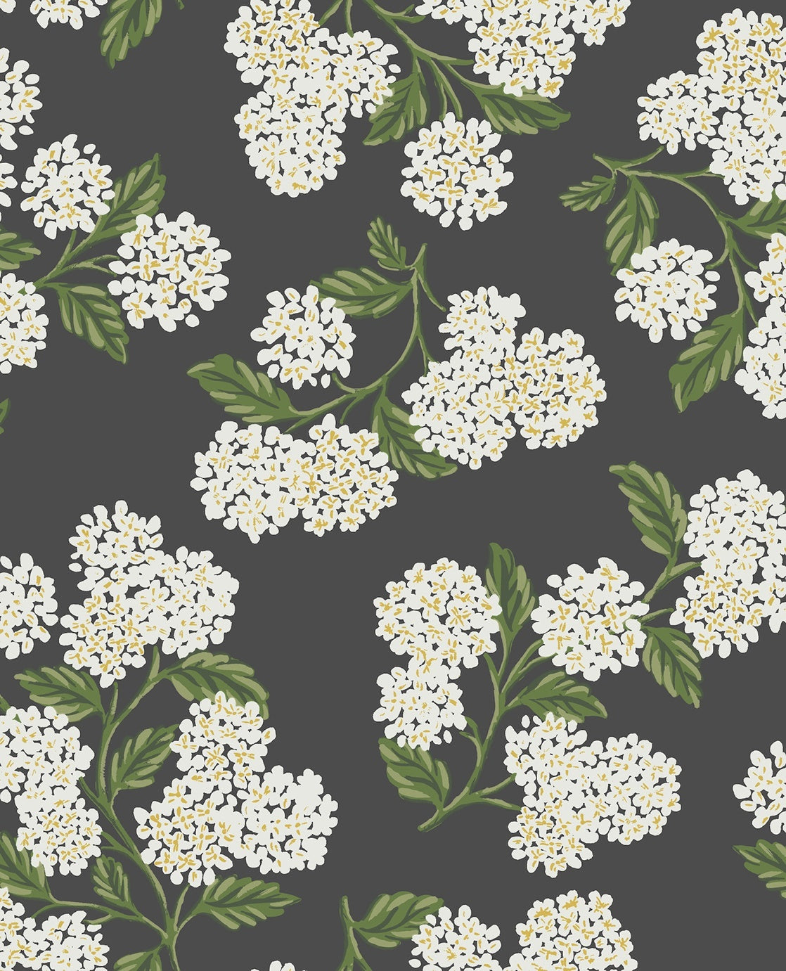 Hydrangea - Black