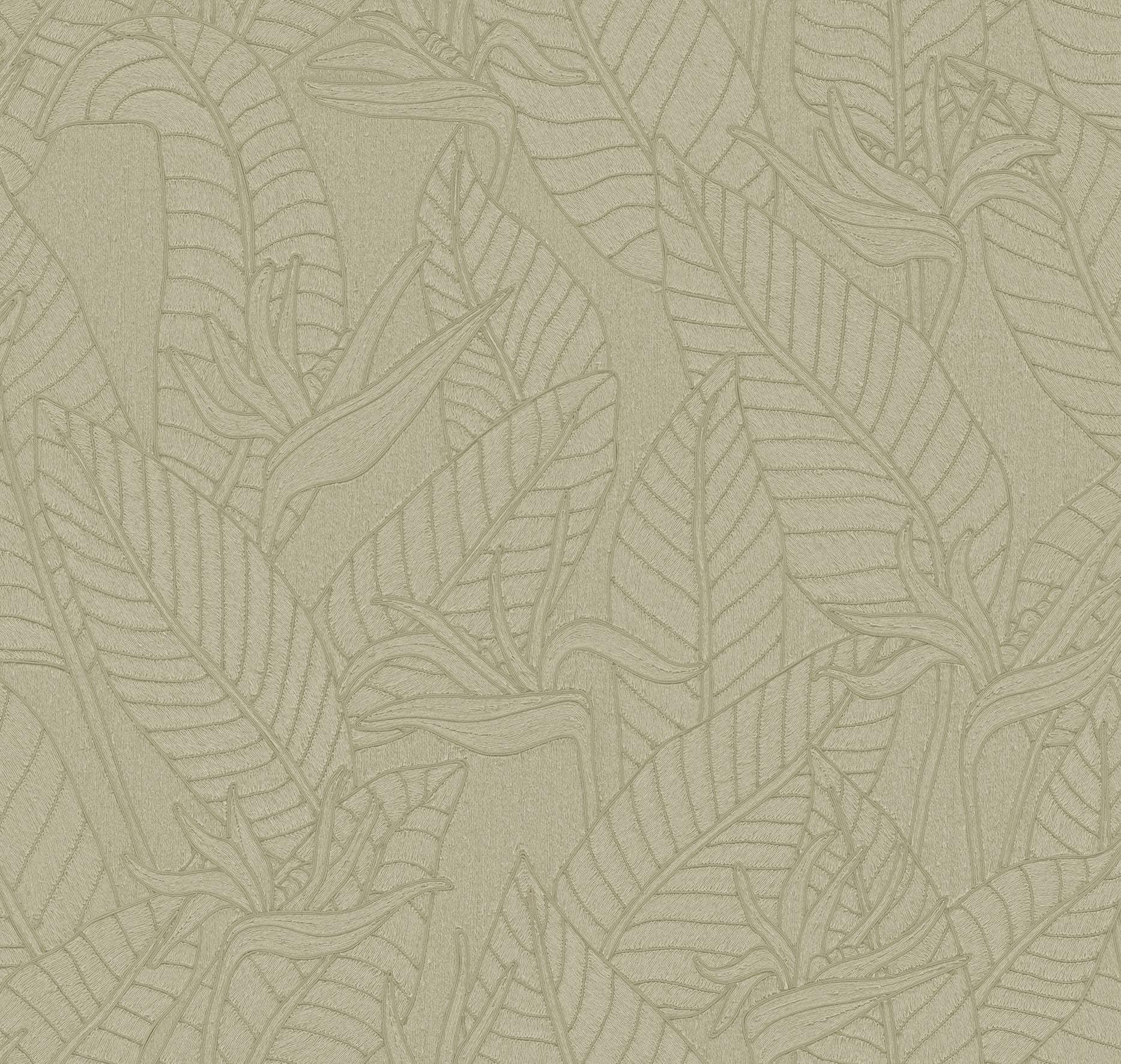 STRELITZIA - Olive