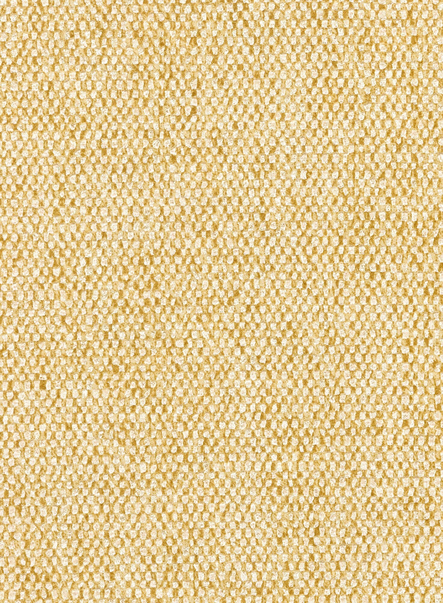 Nelson - Dandelion