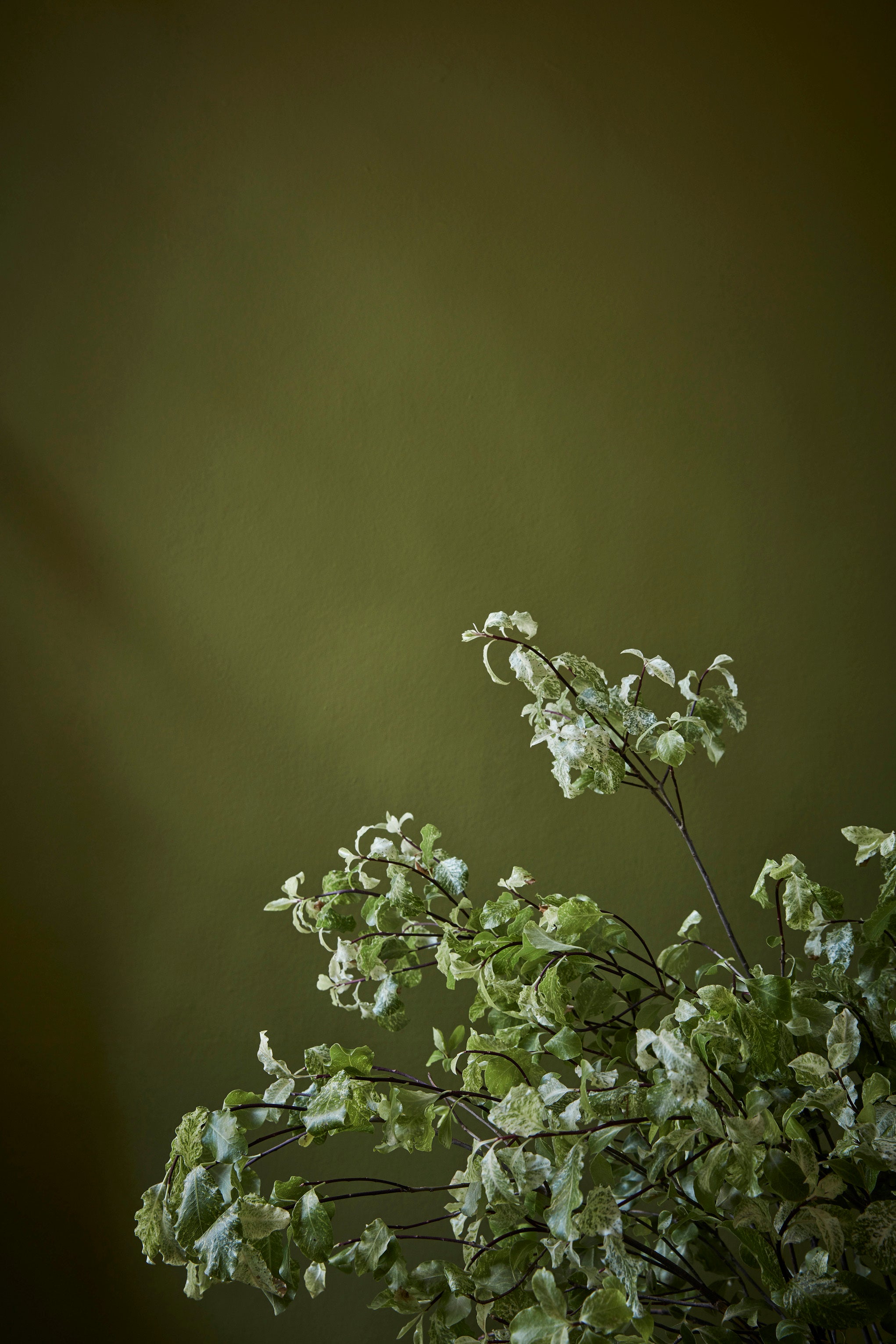 Little Greene - Citrine
