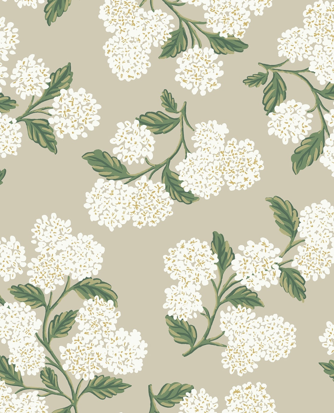 Hydrangea - Beige
