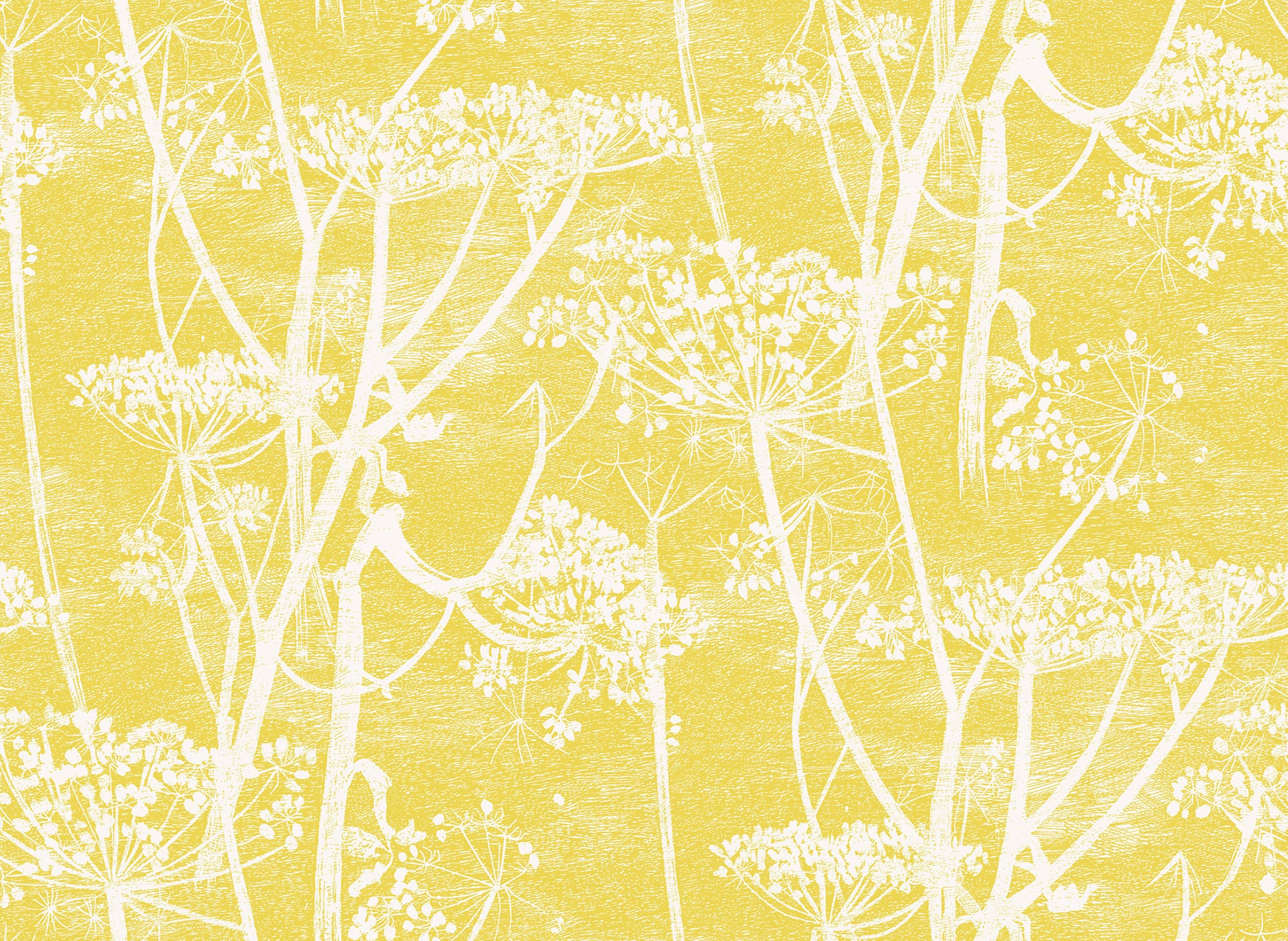 Cow Parsley - Chaurtreuse