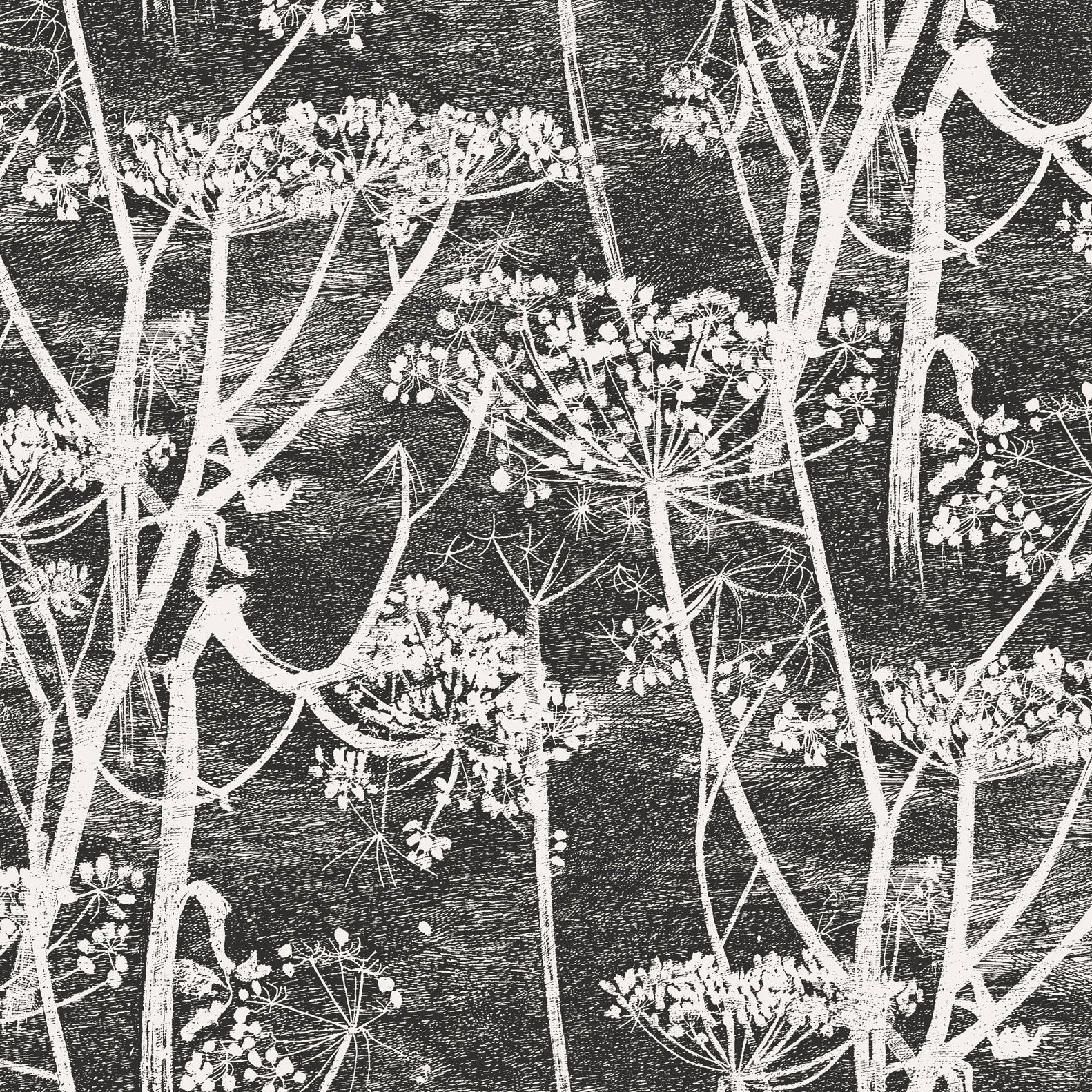 Cow Parsley - Soot & Snow