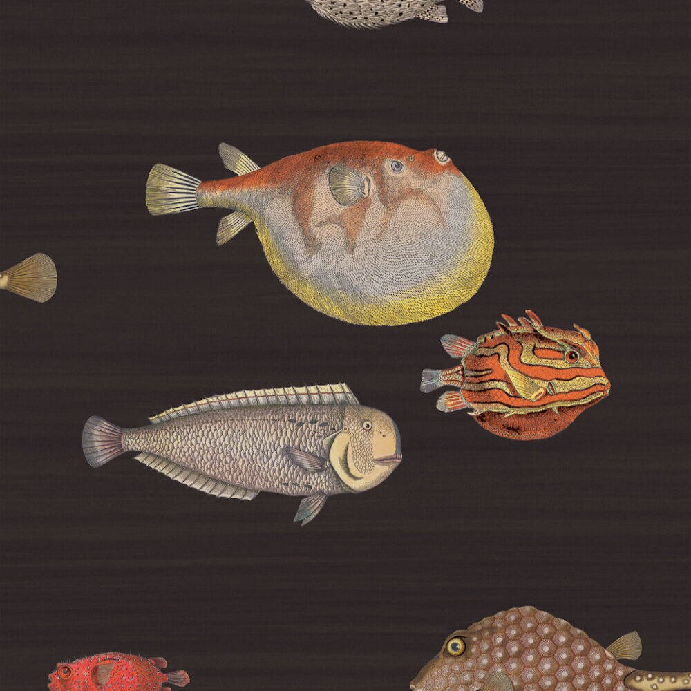 Acquario - Charcoal