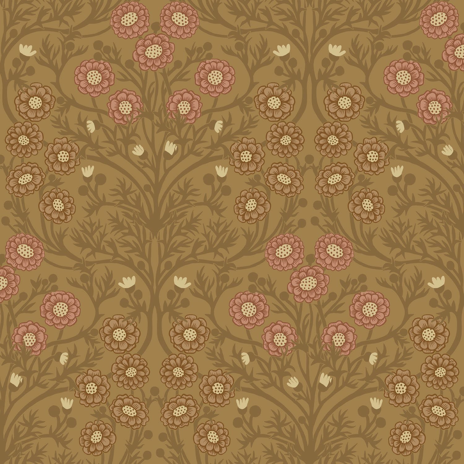Bellis - Brown