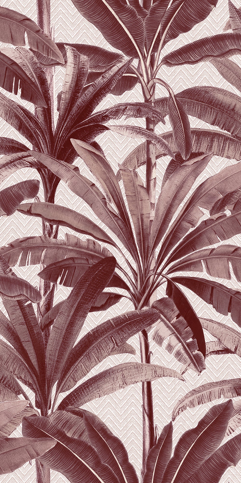 Palmera - Bordeaux