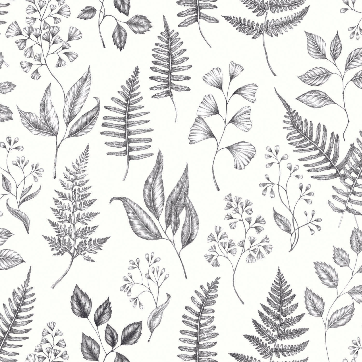 Betula - White
