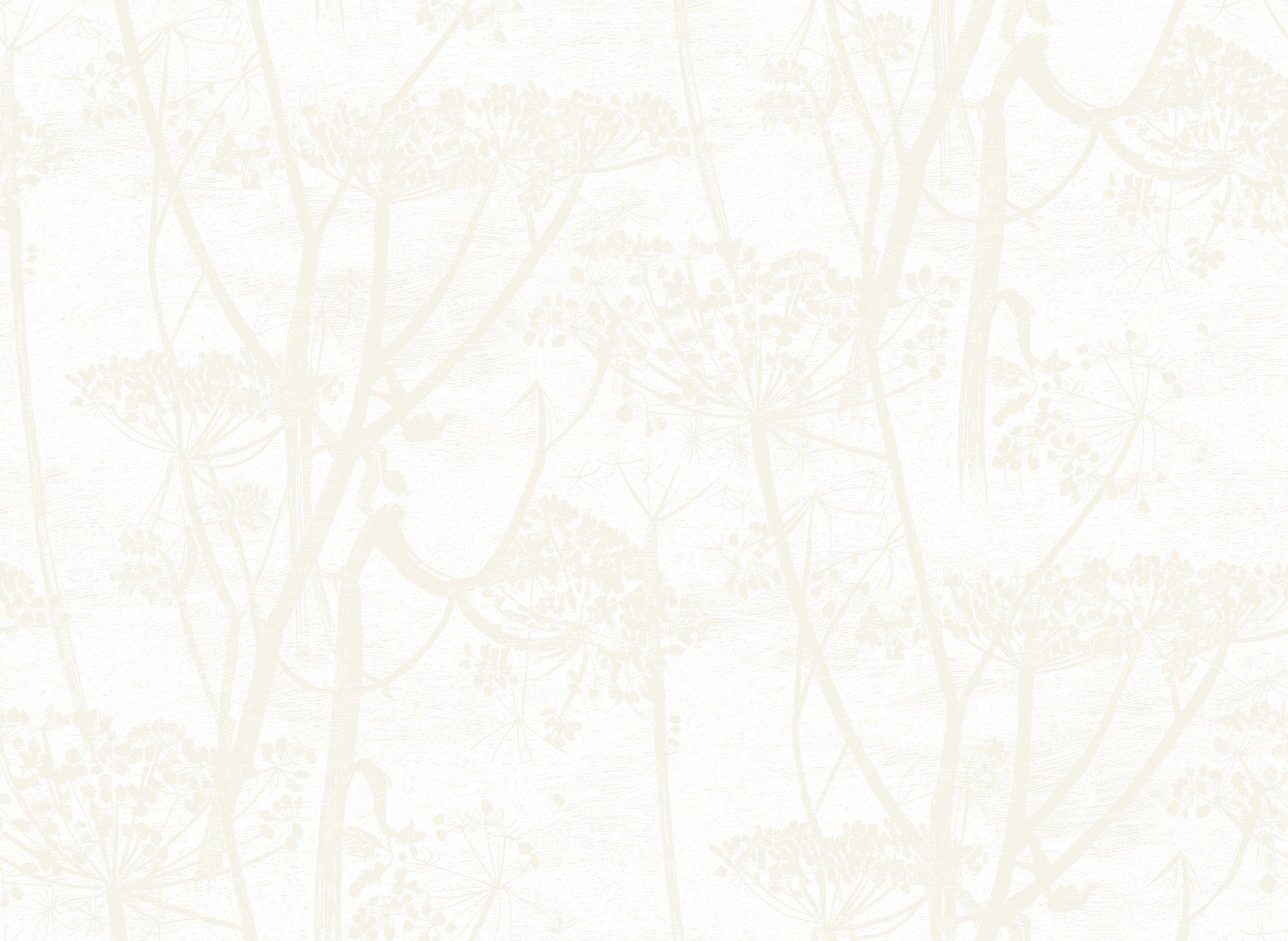 Cow Parsley - Stone & White