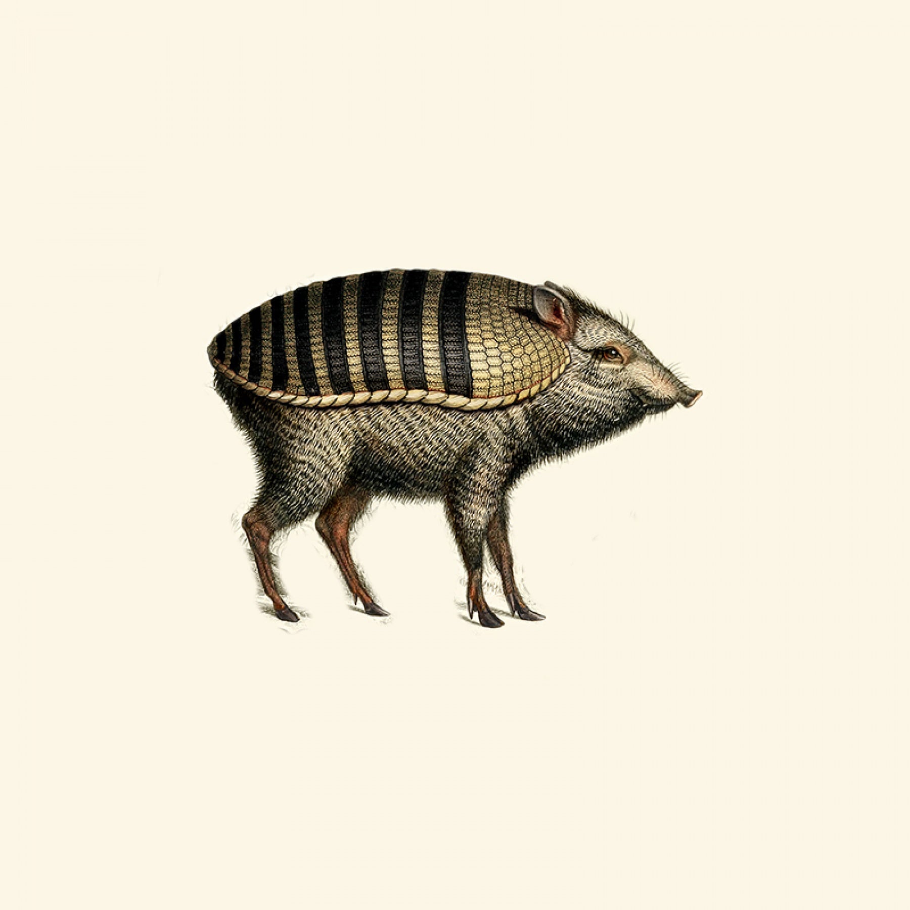 Armoured Boar - Black/White