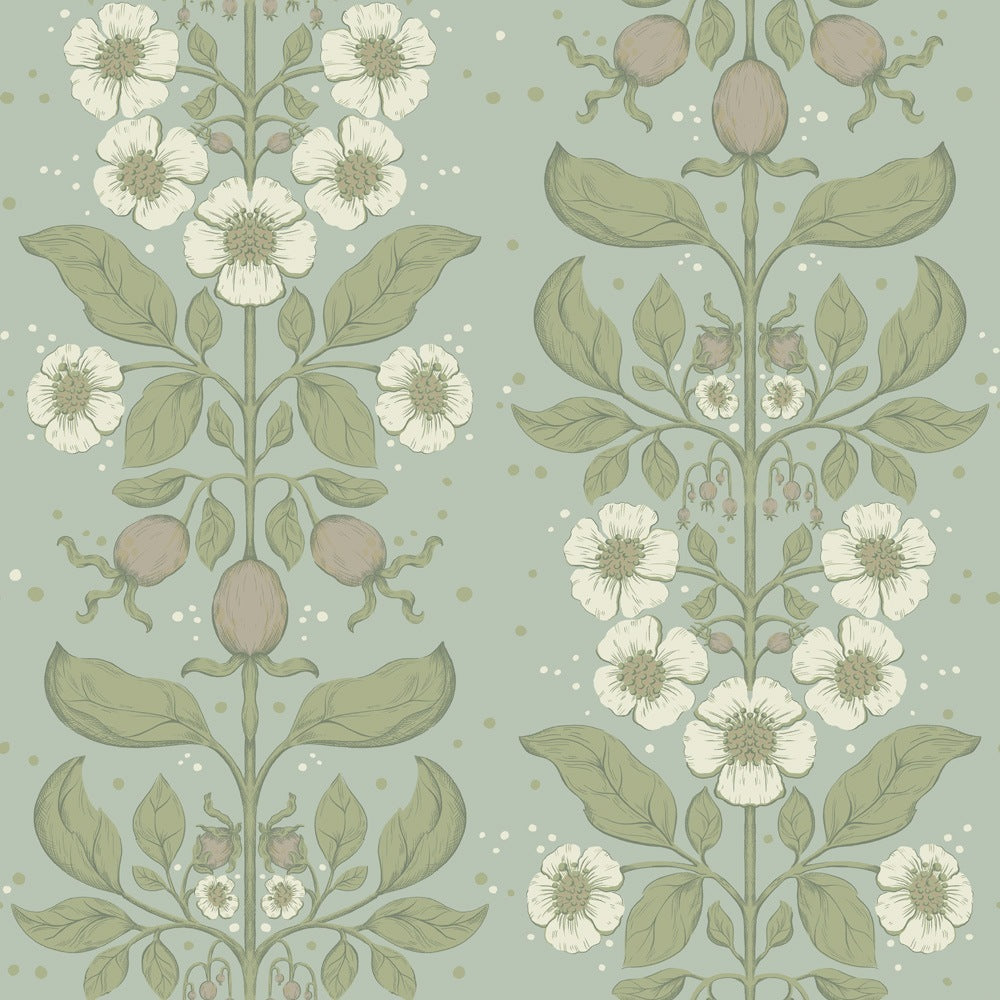Rosa - Dusty