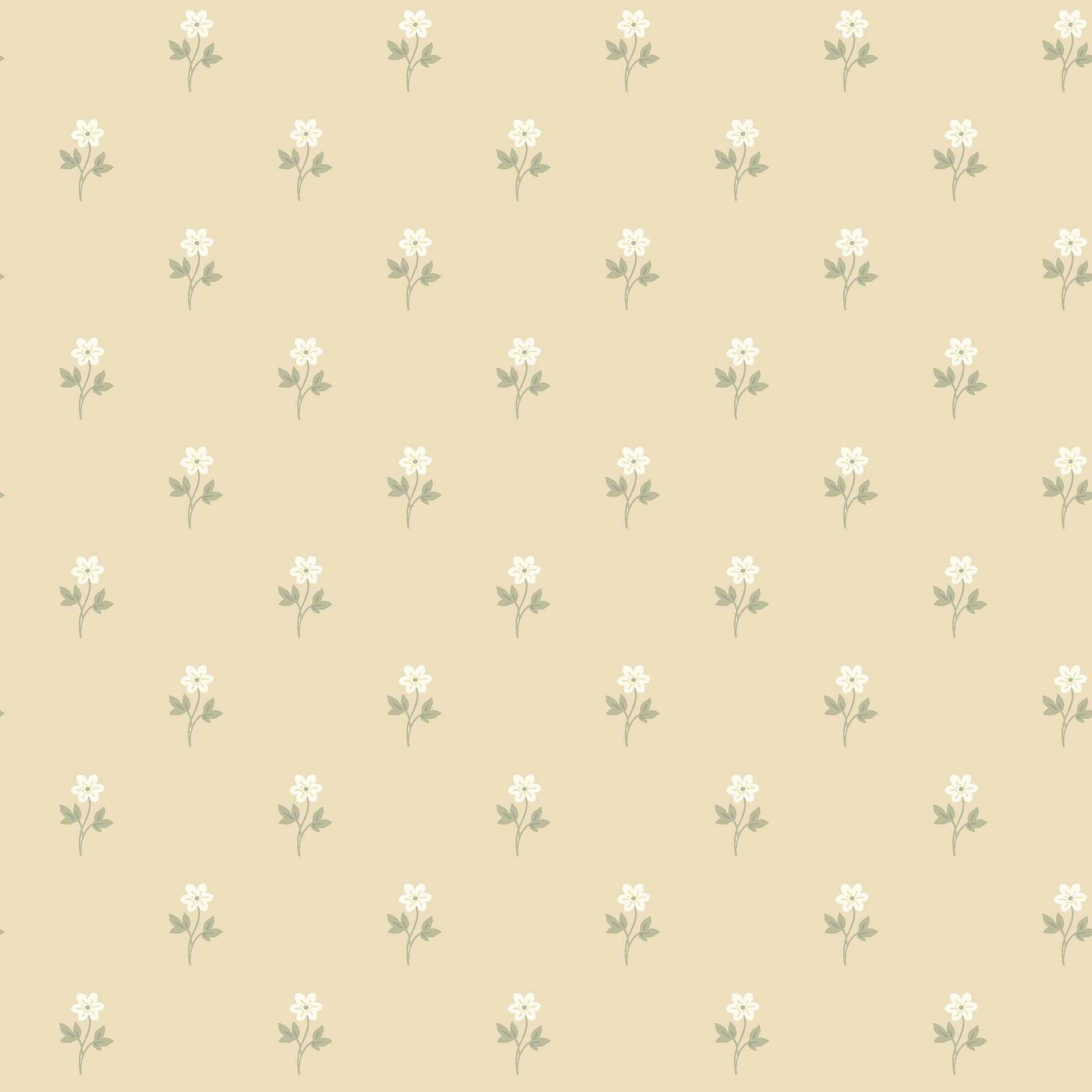 Anemone - Sorbet Yellow