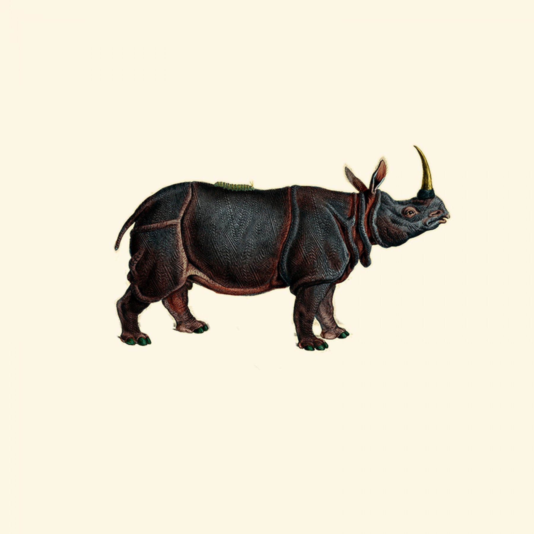 Dwarf Rhino - Sage