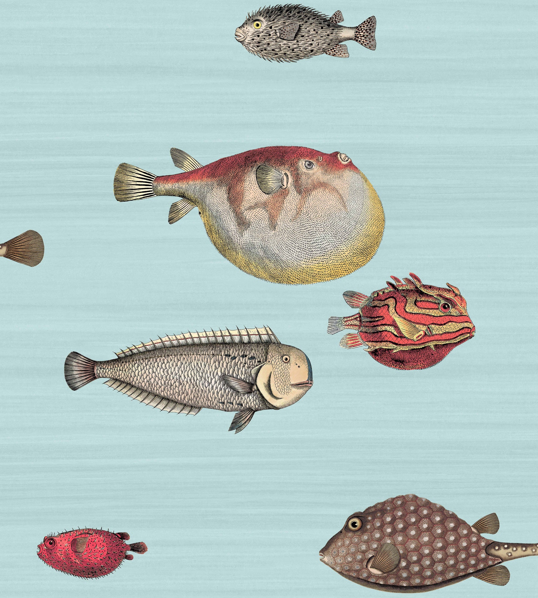 Acquario - Light Blue