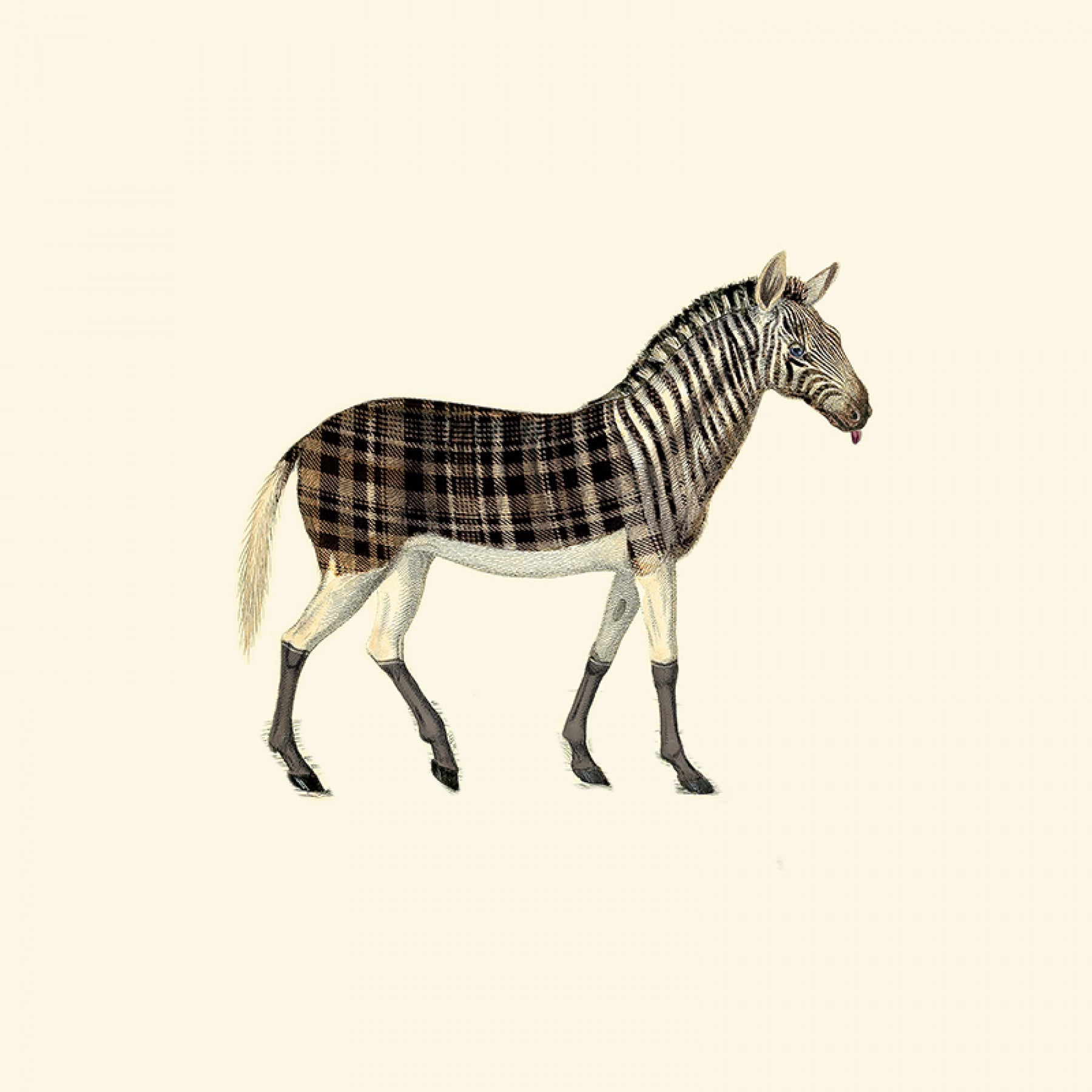 Aristo Quagga - Walnut