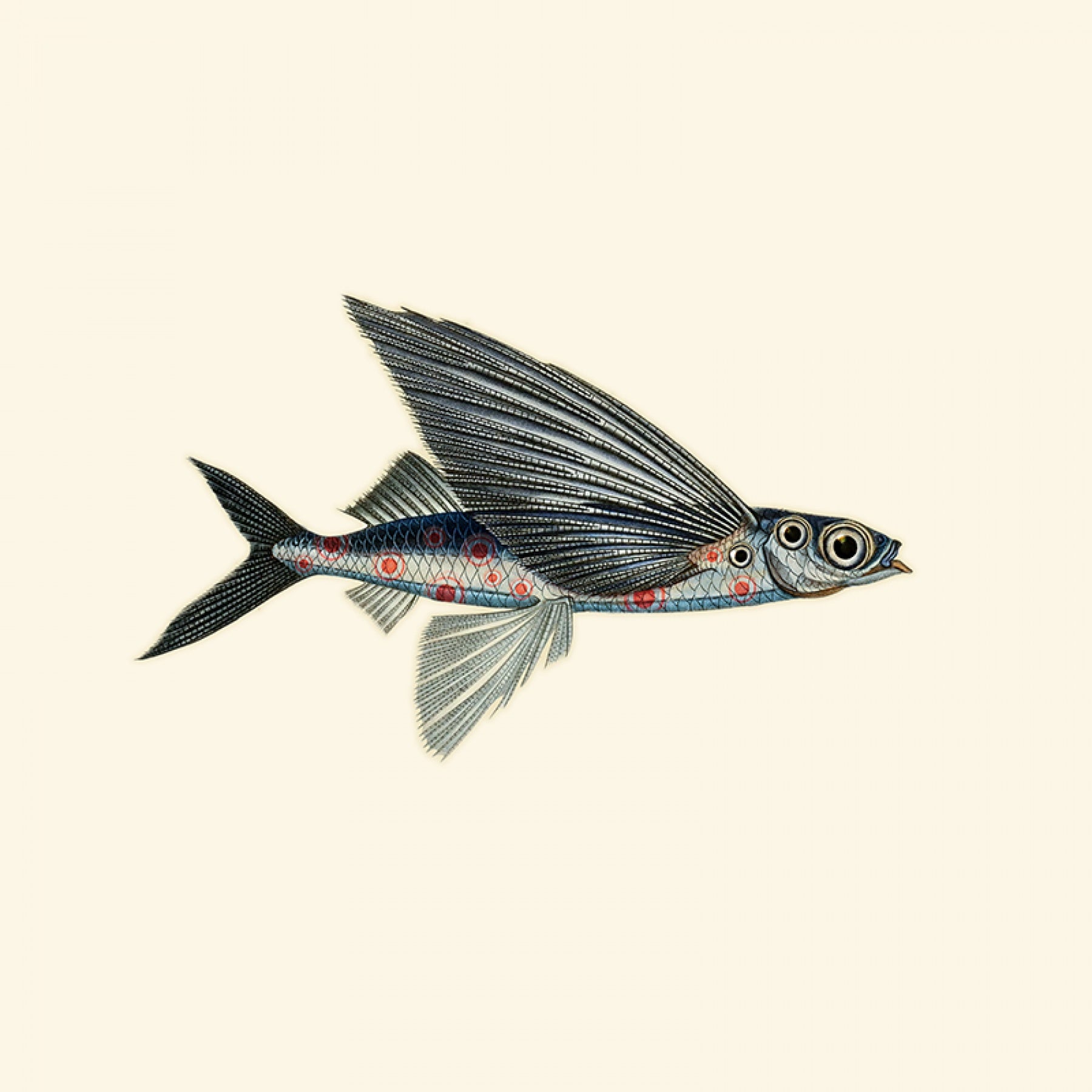Flying Coral Fish - Pacific Blue
