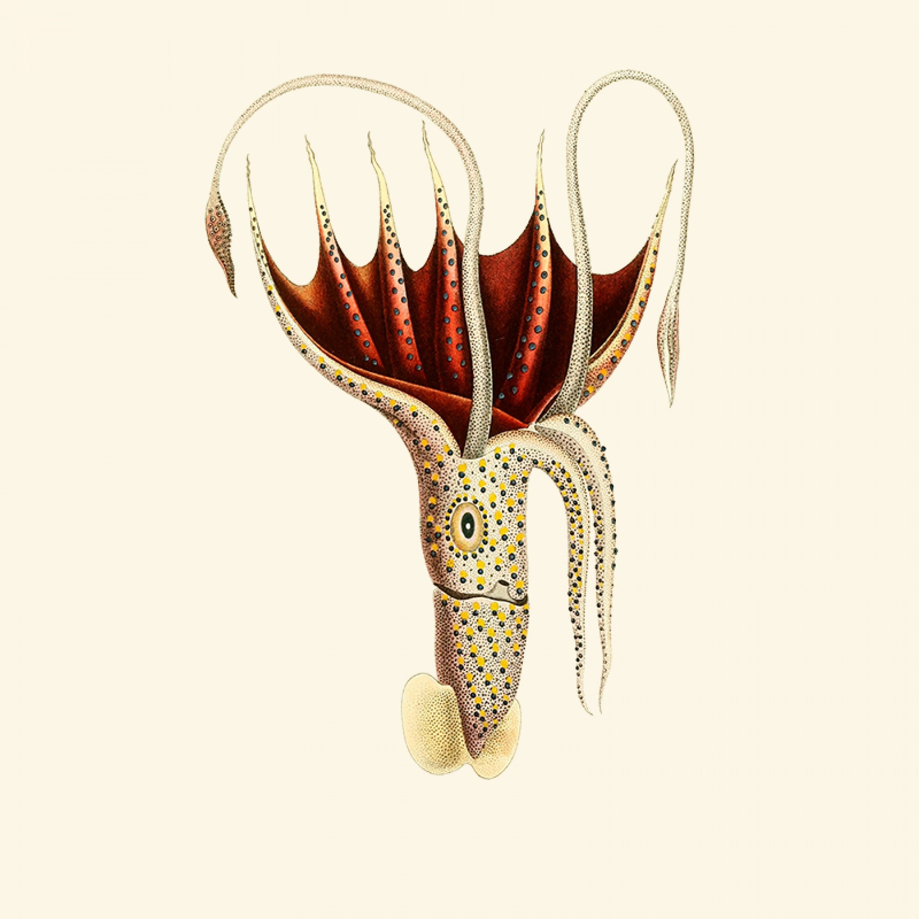 Umbrella Squid - Gold