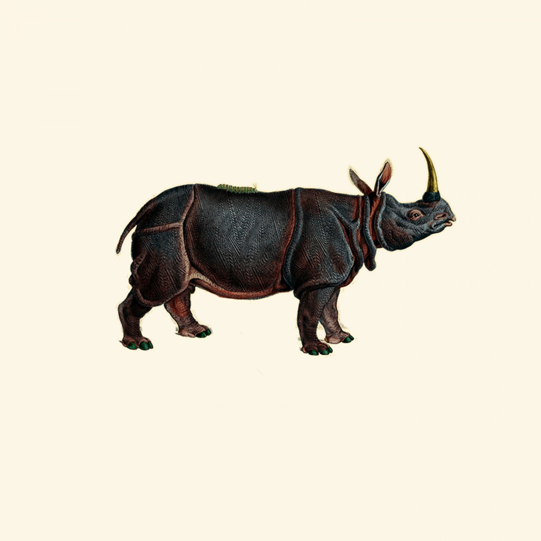 Dwarf Rhino - Charcoal
