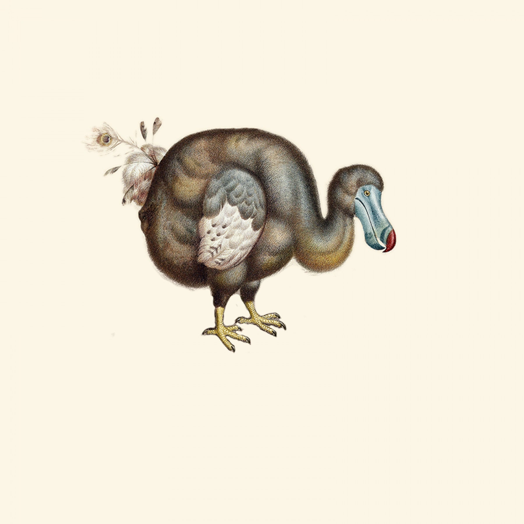 Dodo Pavone - Celadon