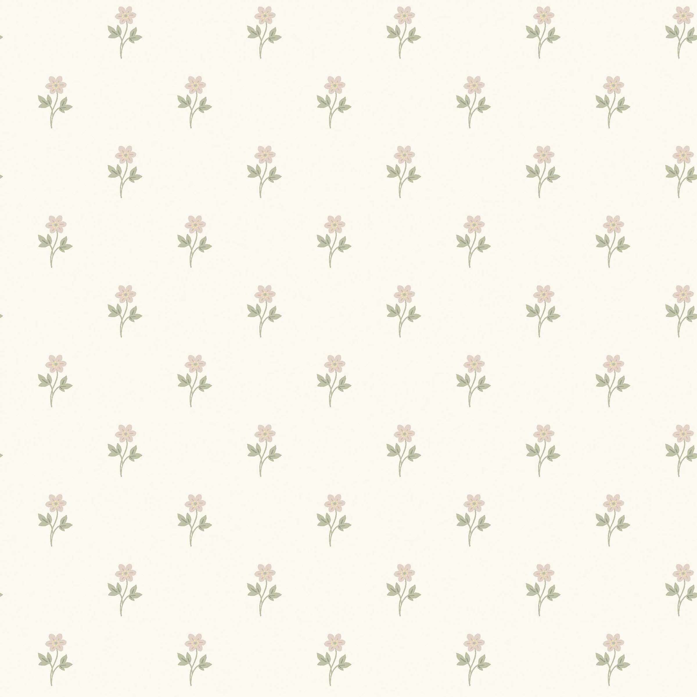 Anemone - Cream