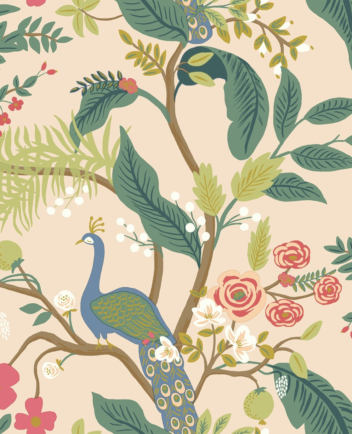 Peacock - Rose