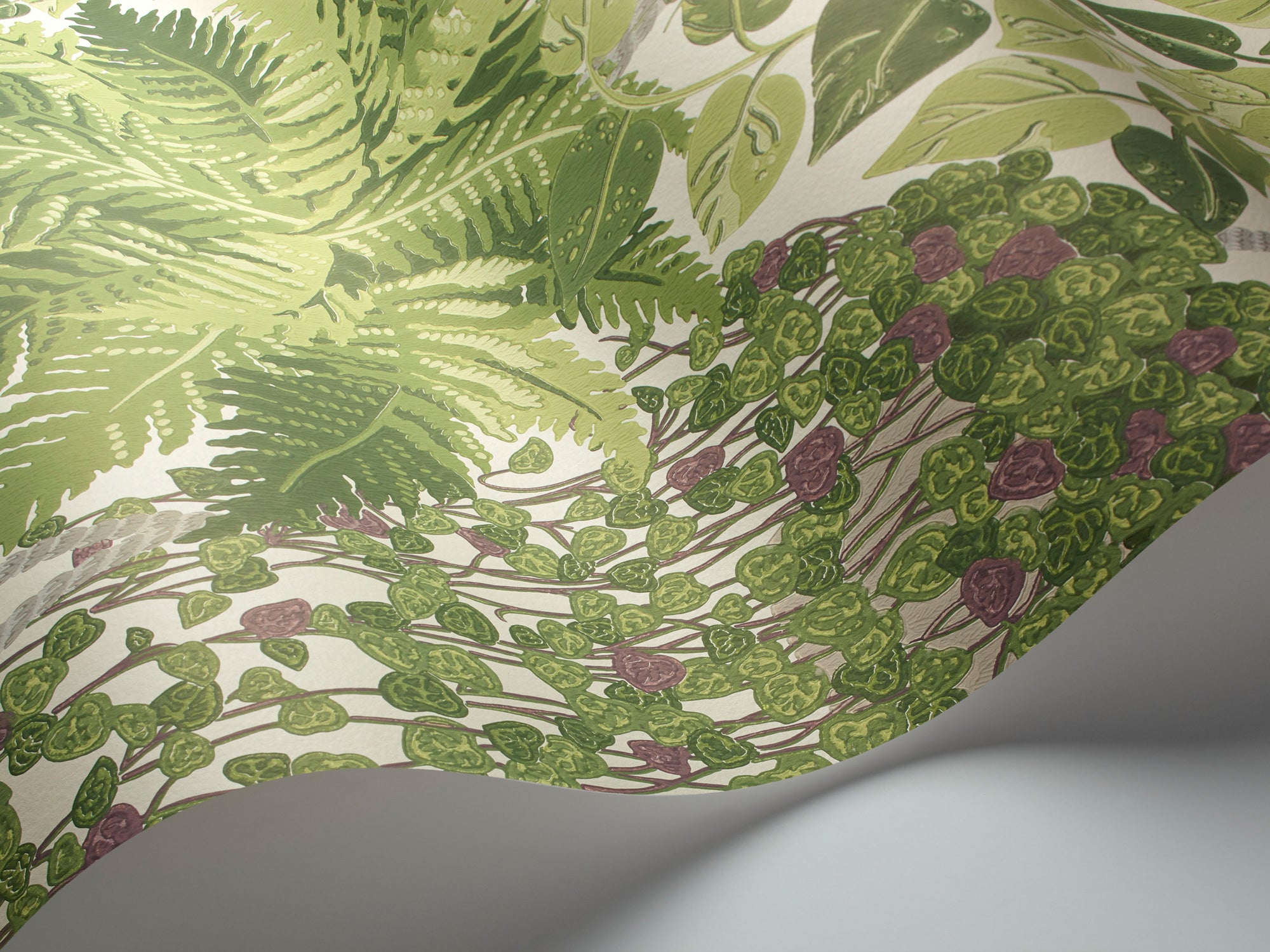 Fern