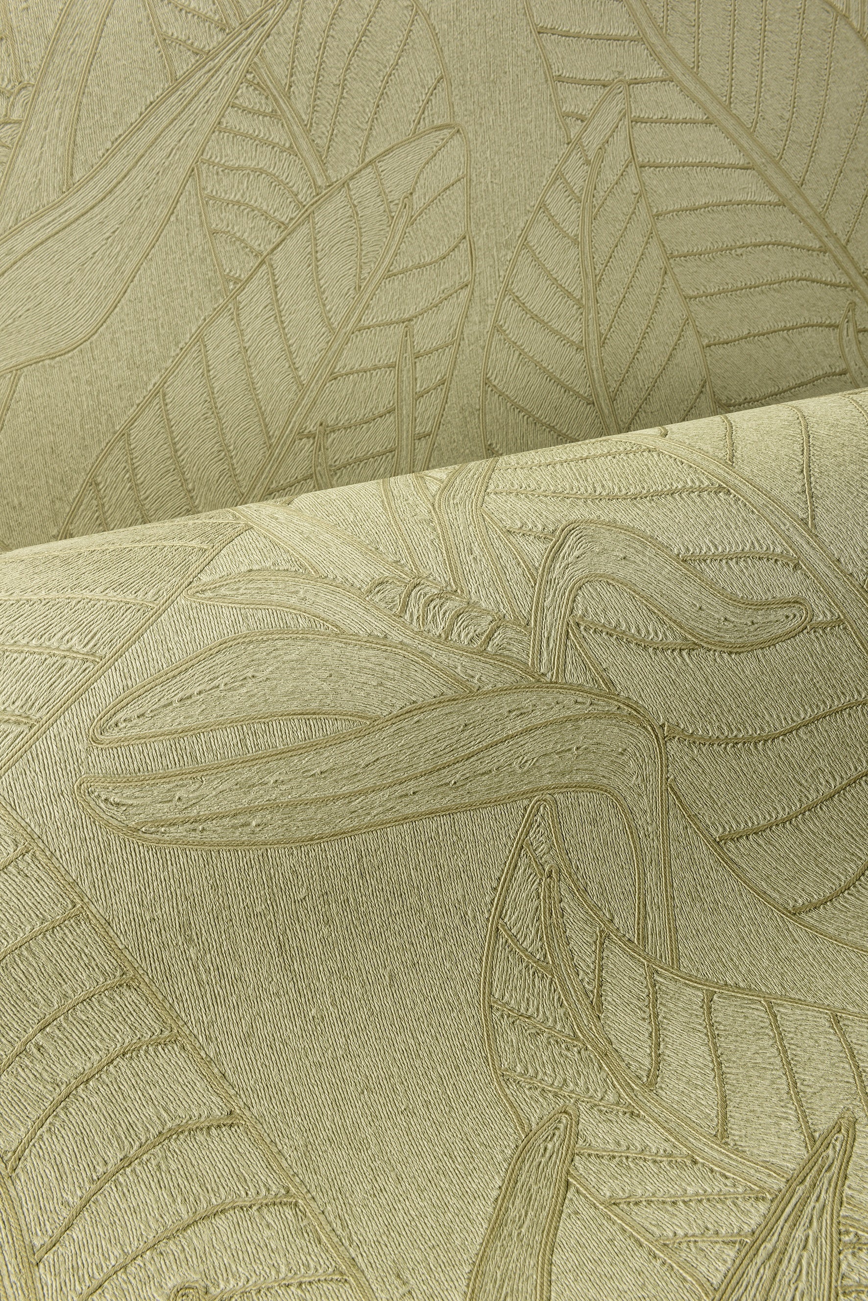 STRELITZIA - Olive