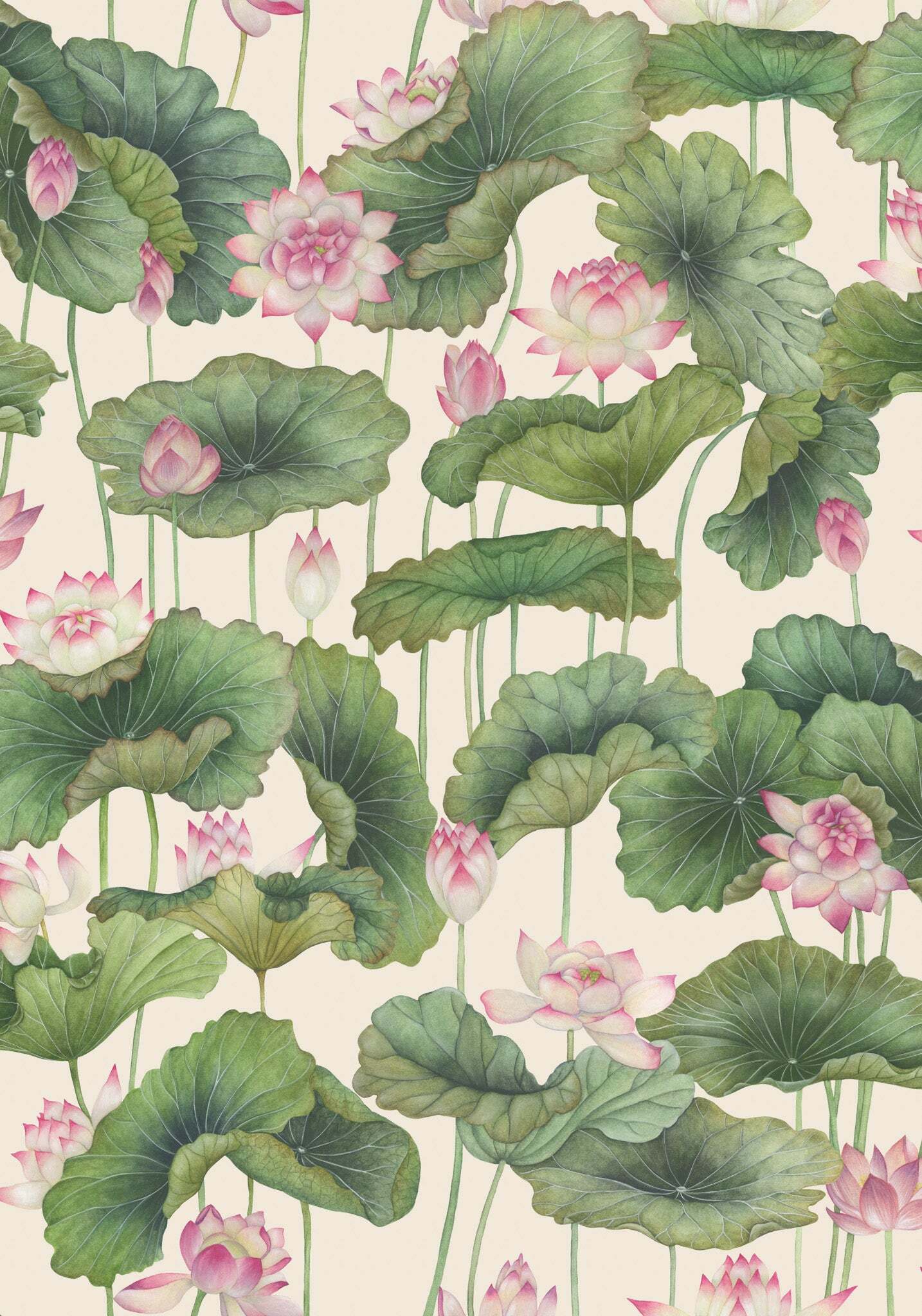 Lily Lotus - Pink & White