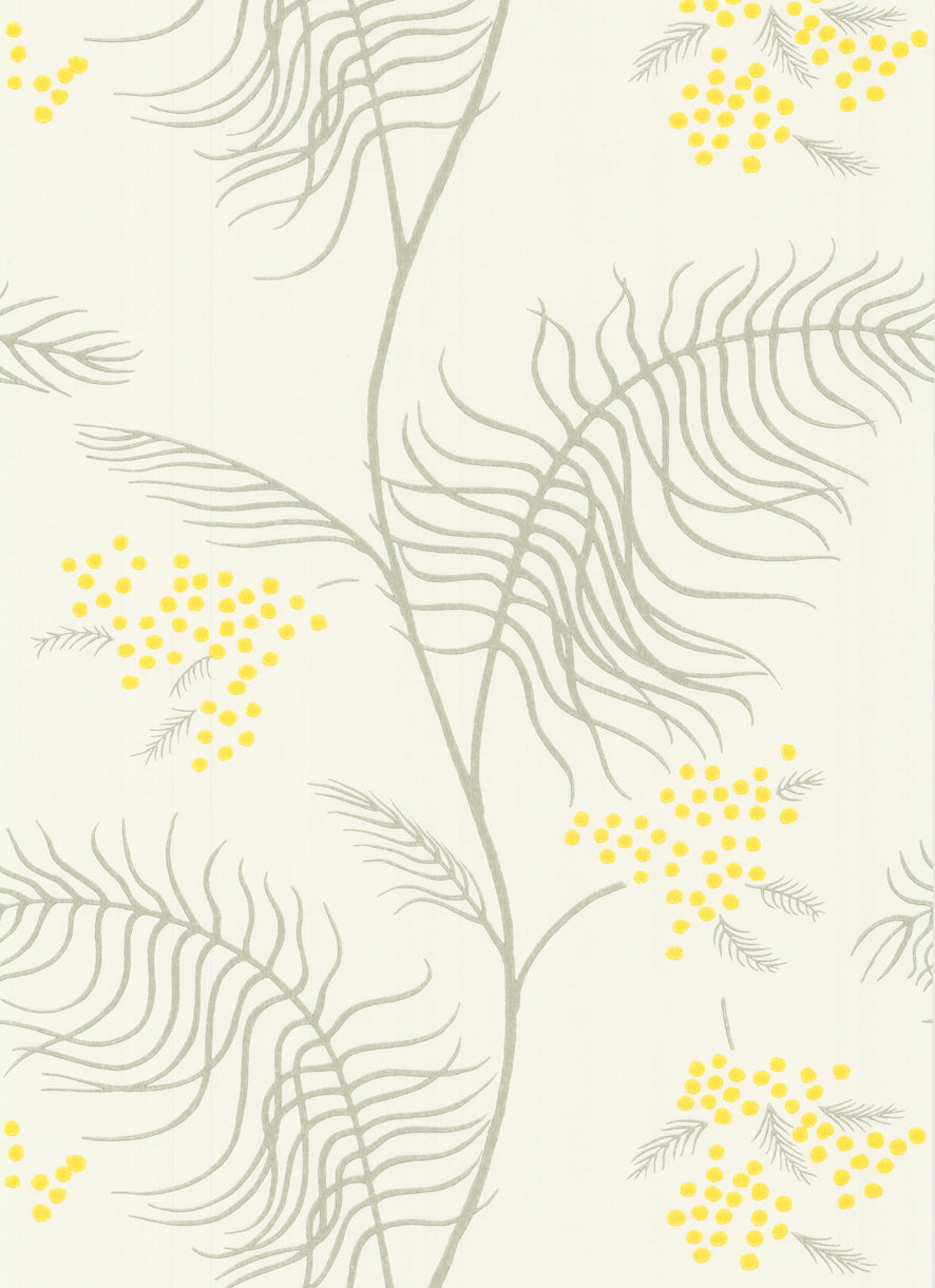 Mimosa