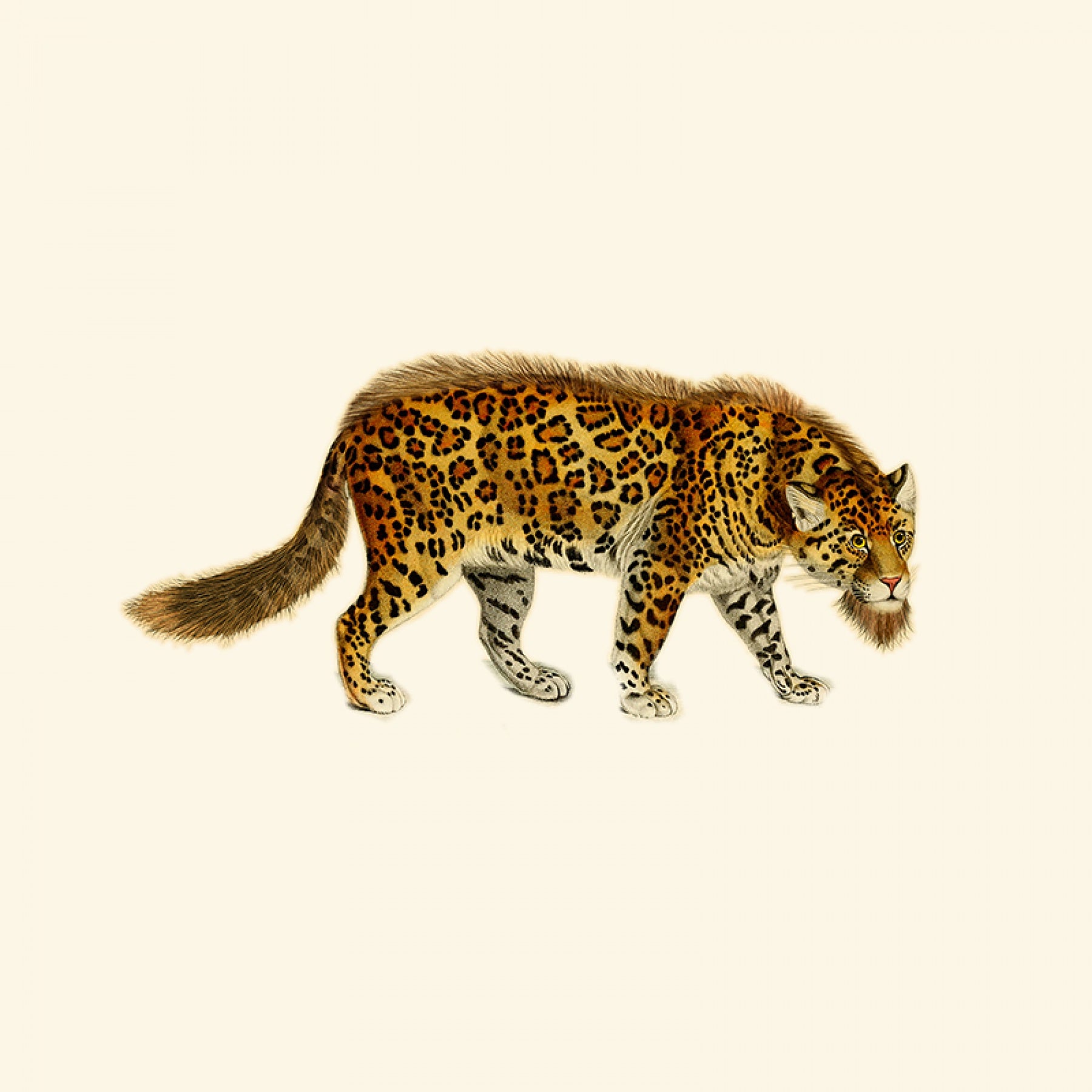 Bearded Leopard - Birch White