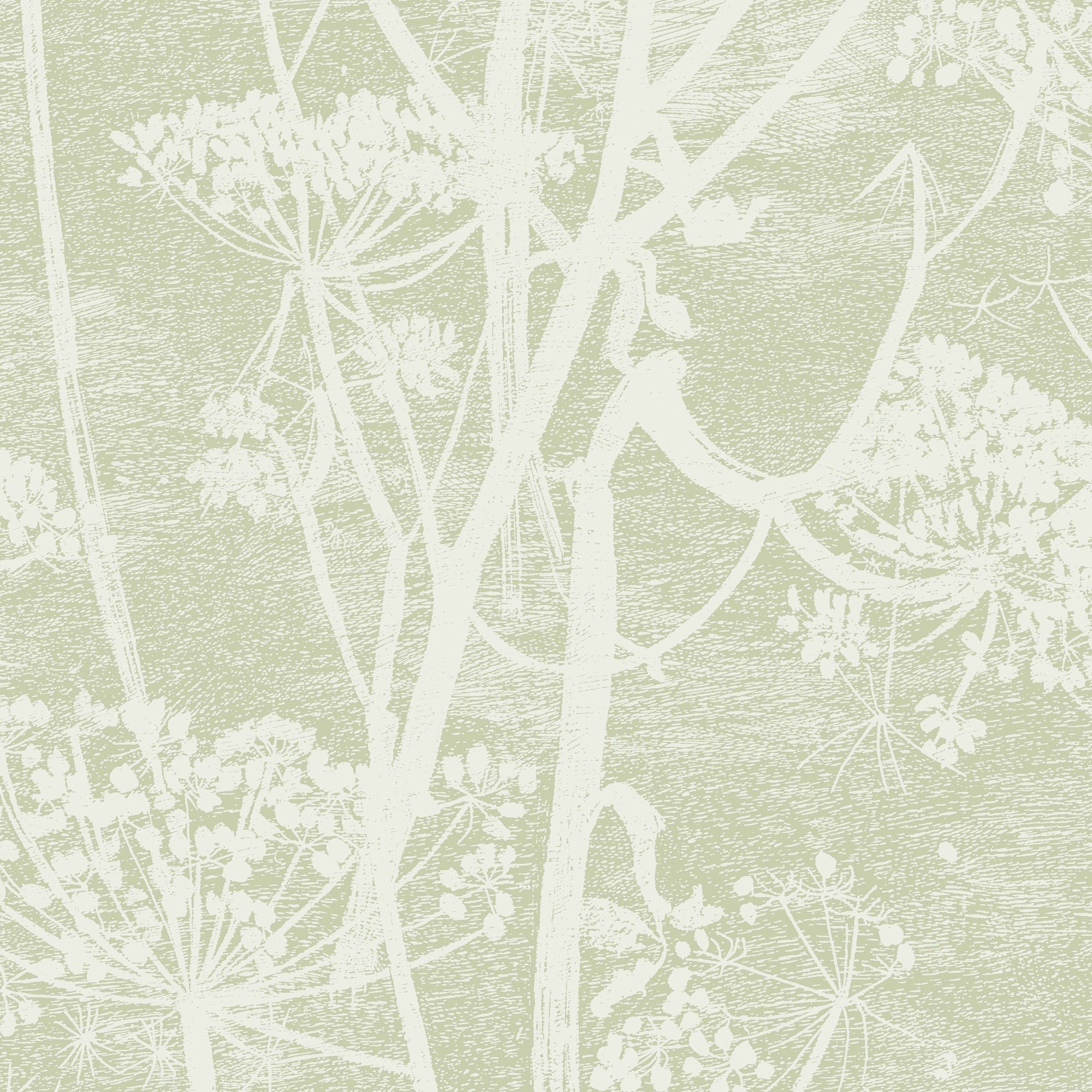 Cow Parsley - Olive