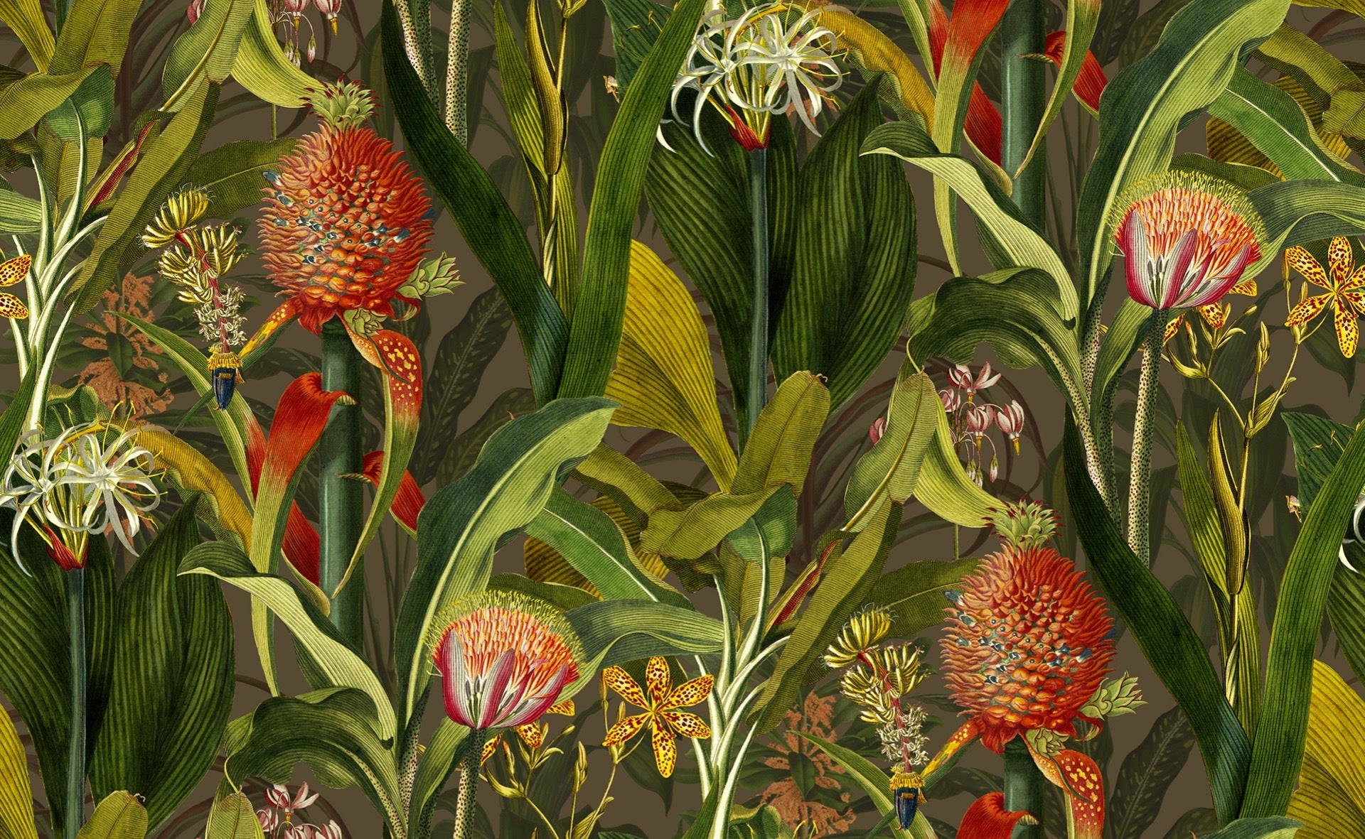 Blooming Pineapple - Cardinal