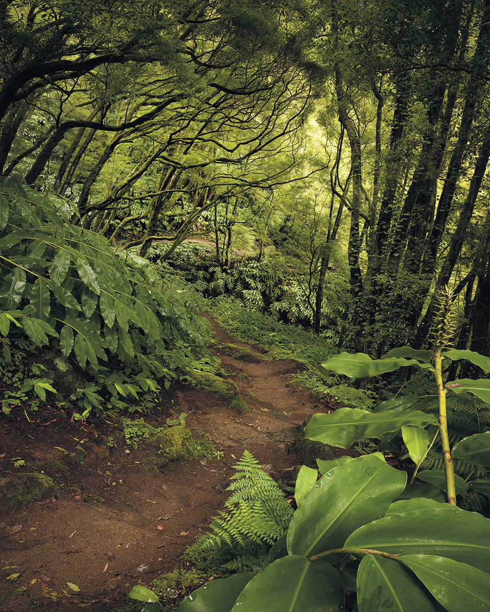 The Path