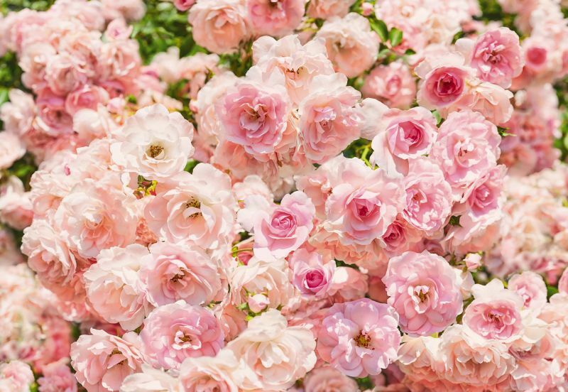 Rosa 308-937