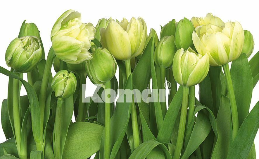 Tulips 308-900