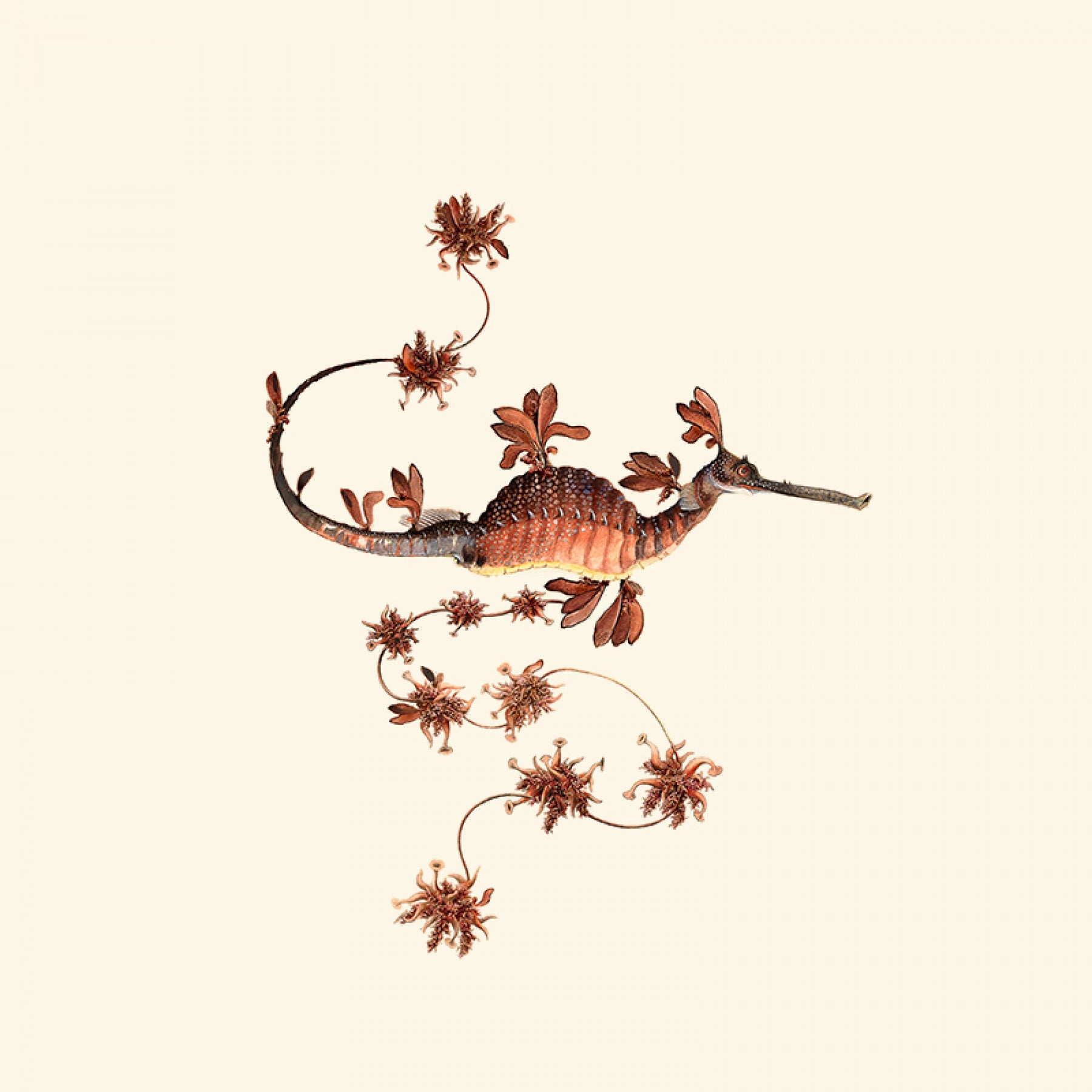 Blooming Seadragon - Copper